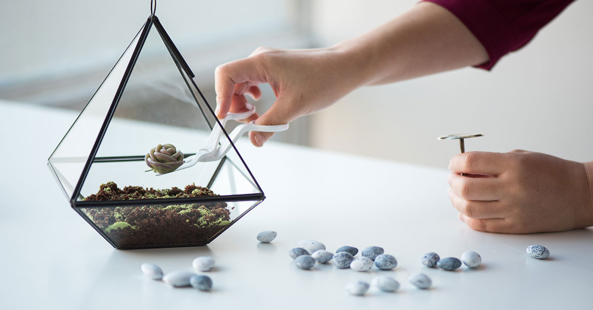 Buttercream succulents