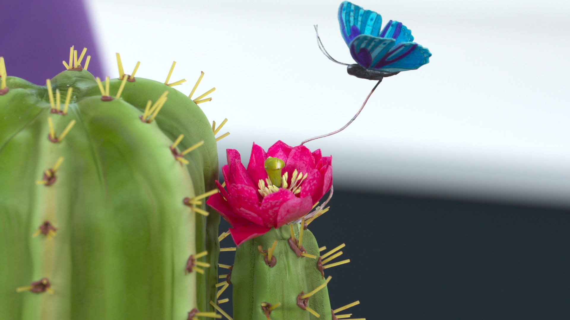 Session 7: Cactus Flowers