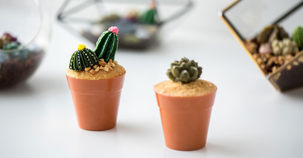 Buttercream succulents in pots
